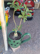 Xícaras Artesanais Feitas com Pneus Reciclados – Decoração Ecológica e Criativa