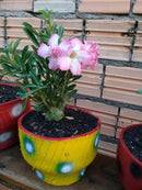 Floreira Pequena Artesanal Feita com Pneu Reciclado – Ideal para Plantas e Flores