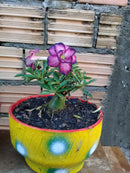 Floreira Pequena Artesanal Feita com Pneu Reciclado – Ideal para Plantas e Flores