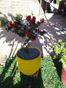 Floreira Decorativa em Pneu Reciclado – Arte Sustentável para Espaços Externos