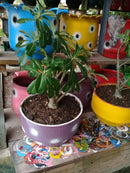 Floreira Pequena Artesanal Feita com Pneu Reciclado – Ideal para Plantas e Flores