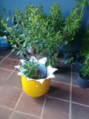 Vaso Jarro Grande de Pneu Reciclado – Design Ecológico para Quintais e Paisagismo