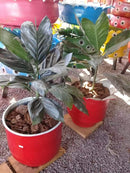 Floreira Decorativa em Pneu Reciclado – Arte Sustentável para Espaços Externos