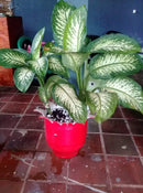 Vaso Jarro Grande de Pneu Reciclado – Design Ecológico para Quintais e Paisagismo