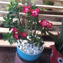 Floreira Pequena Artesanal Feita com Pneu Reciclado – Ideal para Plantas e Flores